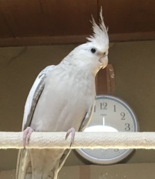 鳥 インコの里親募集一覧 ハグー みんなのペット里親情報