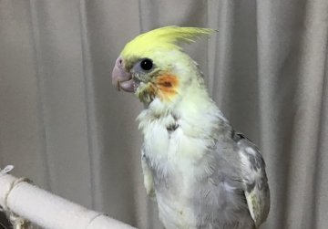 鳥 インコの里親募集一覧 ハグー みんなのペット里親情報