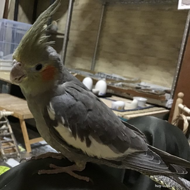 鳥の里親募集】大分県・インコ・オカメインコの雛２羽の里親募集します（ID:2112-00193）｜ハグー -みんなのペット里親情報