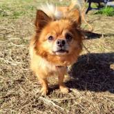 チワワ(ロング)