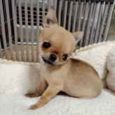 チワワ(スムース)