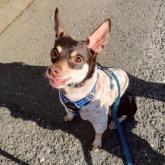 ミニチュアピンシャー