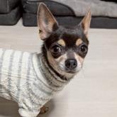 チワワ(スムース)