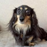 カニンヘンダックスフンド(ロング)