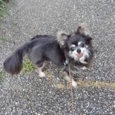 チワワ(ロング)