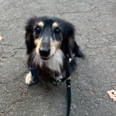 カニンヘンダックスフンド(ロング)