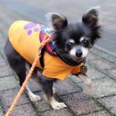 チワワ(ロング)