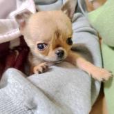 チワワ(スムース)