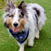 シェットランドシープドッグ