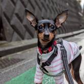 ミニチュアピンシャー