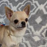 チワワ(スムース)