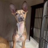 イタリアングレーハウンド