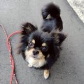 チワワ(ロング)