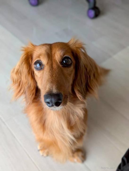 犬の里親募集】神奈川県・ミニチュアダックスフンド(ロング)・甘えん坊