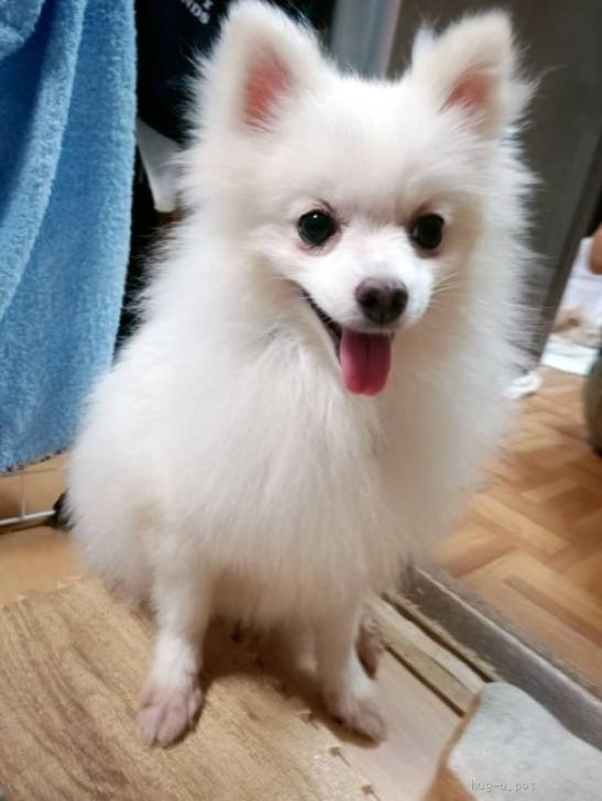 犬の里親募集】神奈川県・ポメラニアン・無邪気でマイペース【まい