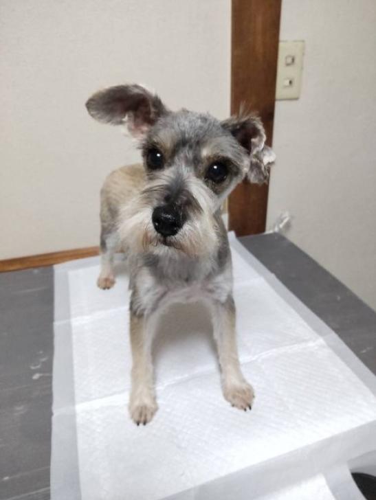 犬の里親募集】神奈川県・ミニチュアシュナウザー・人見知りだけど人が