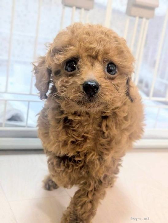 犬の里親募集】東京都・トイプードル・天真爛漫なパピー【ジミーくん