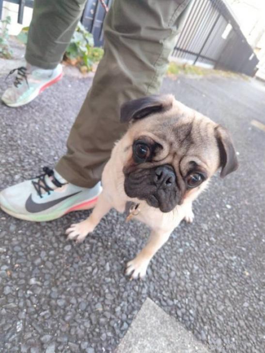 犬の里親募集】神奈川県・パグ・マイペースで甘えん坊【ニケちゃん
