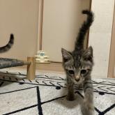雑種