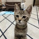 雑種