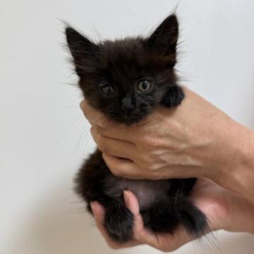 猫 × 黒猫の里親募集一覧｜ハグー -みんなのペット里親情報