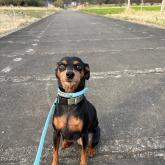 ミニチュアピンシャー