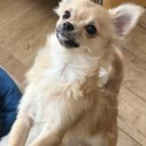 チワワ(ロング)