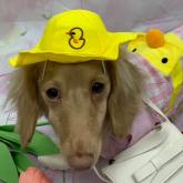 ミニチュアダックスフンド(ロング)