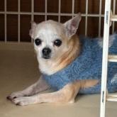 チワワ(スムース)