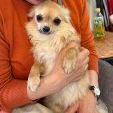 チワワ(ロング)