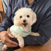 ビションフリーゼ