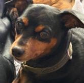 ミニチュアピンシャー