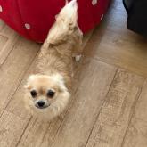 チワワ(ロング)