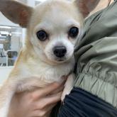 チワワ(スムース)