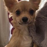 チワワ(ロング)