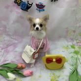 チワワ(ロング)