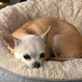 チワワ(スムース)