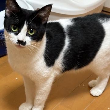 猫 × 白黒の里親募集一覧|ハグー -みんなのペット里親情報 猫 × 白黒の里親募集一覧|ハグー -みんなのペット里親情報