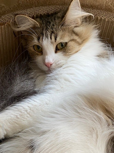 猫の里親募集】千葉県・ノルウェージャンフォレストキャット・可愛い