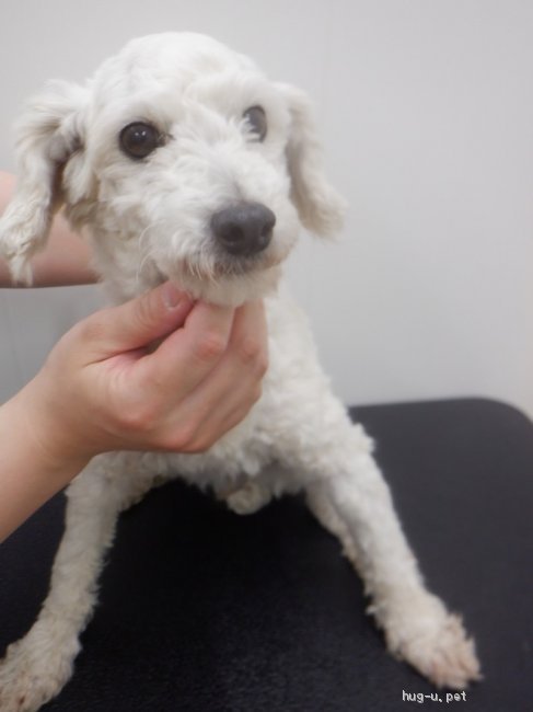 犬の里親募集】千葉県・トイプードル・トイプードルのライムちゃん（ID