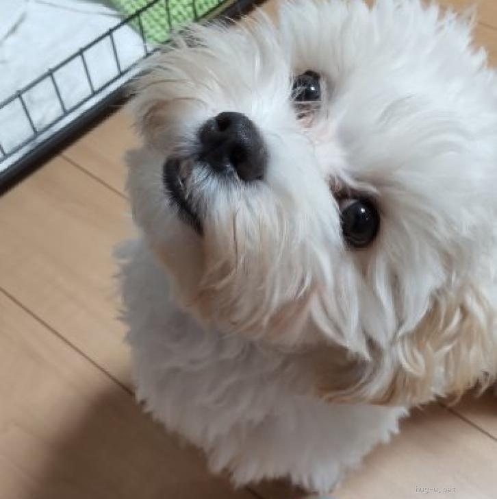 犬の里親募集】神奈川県・マルプー・遊び大好きなふわふわマルプー（ID