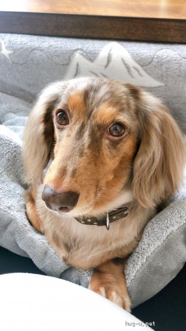 ダックスです　他の方は購入ご遠慮ください おすわり】ミニチュアダックスフンド（ブラックタン）（画像） | SPICA