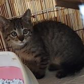 雑種