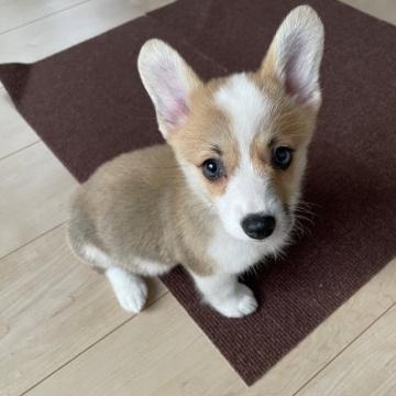 犬 茨城県 ウェルシュ コーギー ペンブロークの里親募集一覧 ハグー みんなのペット里親情報