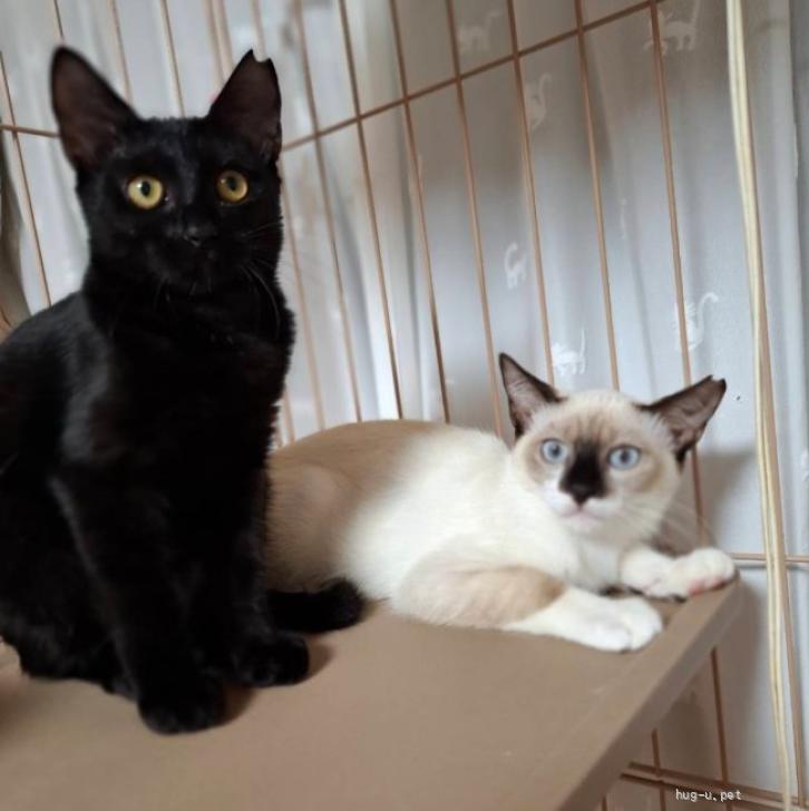 猫の里親募集】千葉県・雑種・抱っこもできます！黒猫女の子4