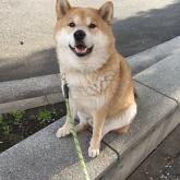 柴犬