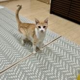 雑種