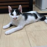 雑種
