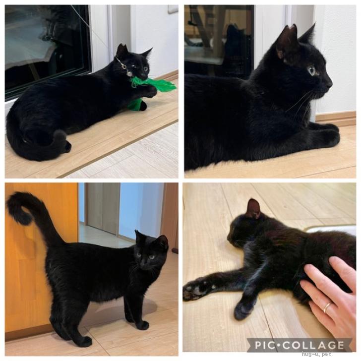 【クロ@猫飼ってます 】 リクエストページ 猫の里親募集】埼玉県・雑種・5人兄弟の黒猫やまとくん（ID:2511-01945