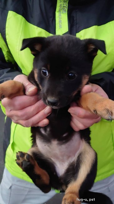 犬の里親募集 東京都 雑種 ２月６日譲渡会参加 約２ヶ月の子犬 ５ ハグー みんなのペット里親情報 Id 2101